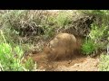 American Badger digging a burrow