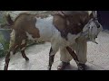 brown bakra 2.mp4