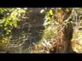 Chickamauga Creek - Rebecca's Reveries - Marnie Pehrson