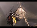 Birth of a Monarch