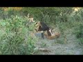 3 lions killing a cape buffalo at Duba Plains