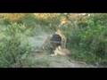 3 lions killing a cape buffalo at Duba Plains