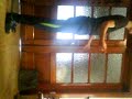 jumpstyle gu@st