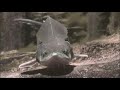 Biodiversità in Emilia-Romagna - 3° parte