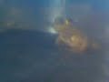 Better View Of The Frog
