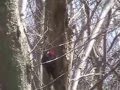 Pileated Woodpeckers