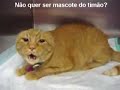 Não quer ser mascote do corinthians by: bobagento Não quer ser mascote do corinthians by: bobagento