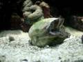 Deresa Clam Standing