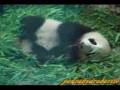 videos de Panda baby  子パンダ