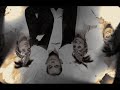 Max Raabe & The Palast Orchester - Upside Down