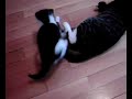 my kitten playing with her moms tail. my kitten playing with her moms tail.