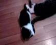 my kitten playing with her moms tail.