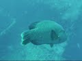 SS Yongala Dive
