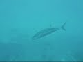 SS Yongala Dive SS Yongala Dive