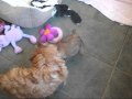 2010-03-02 | Ralphie Learns Lifes lessons.wmv ~> Norwich Terrier Ralphie learns the fine art of self defense from his mother Poppy. ... Norwich Terrier Puppy ... (<span>2:)