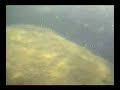 Milfoil in Eagle Lake