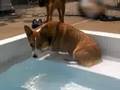 Lucy, Morty, and Ricky at the pool 1
