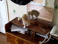 1 The Cat and The Mirror