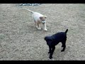 Tobey the Wonder Dog Plays with Wolves