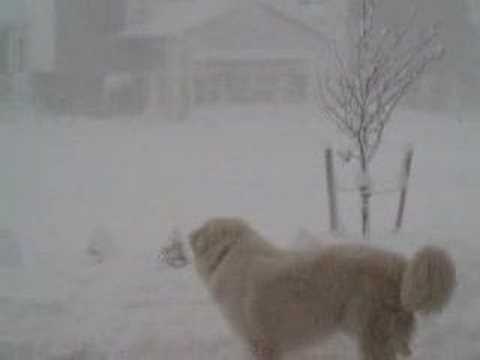 Great Pyrenees IKE in the snow