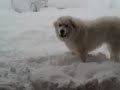 Great Pyrenees IKE in the snow