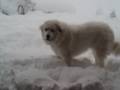 Us Great Pyrs LOVE the snow!