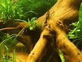 impression of my planted fish tank