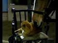 Horse cleans a cat, part 1 Horse cleans a cat, part 1