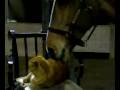 Webster cleans a cat