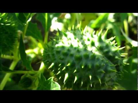 how to grow jimson weed