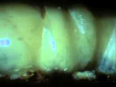 how to eliminate termites naturally