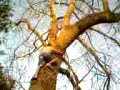 PAUL MYERS STUCK UP A TREE