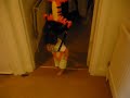 tiger bouncer tiger bouncer