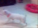 JACK RUSSELL TERRIER - XAVECO SABE TUDO!!!