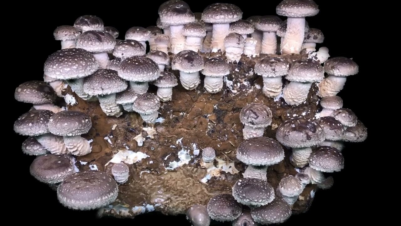 栄養豊富シイタケ