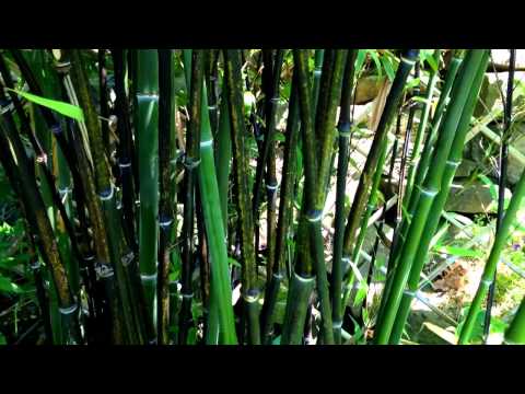how to transplant my bamboo plant