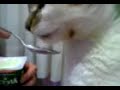 Activia Yiyen Kedi :) - Hayvan Videoları