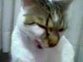 Activia Yiyen Kedi :) Activia Yiyen Kedi :)