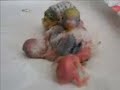 parakeets baby