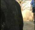 Boerboel video