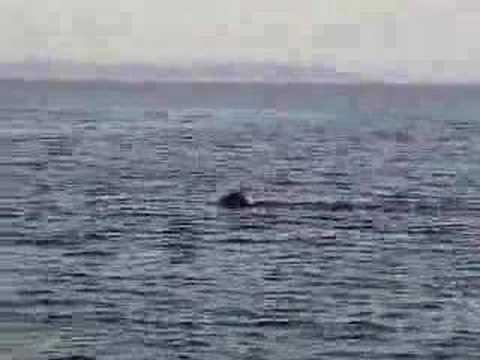 Basking Shark on the west coast of ...