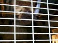 fruit bats