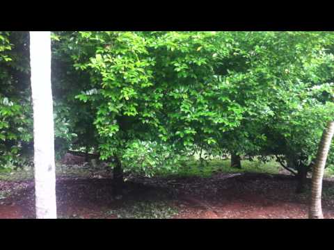 how to harvest nutmeg