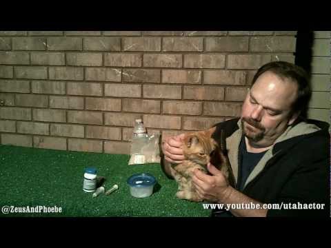 remineralizes - Cat Health, Naturally: Day Nine - Treating Ear Yeast Infection, S01/Ep09. In this webisode I discuss and demonstrate two natural products I am using to treat...