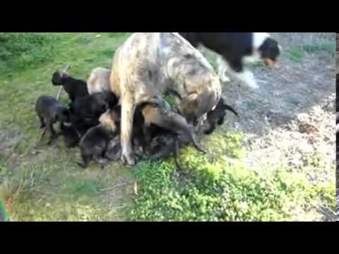 AKC ENGLISH MASTIFF