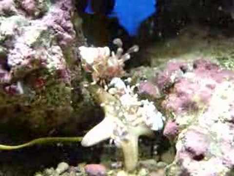 Harlequin shrimp eating starfish ...