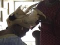 Gele
