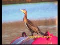 Great Cormorant (Phalacrocorax carbo) Great Cormorant (Phalacrocorax carbo)