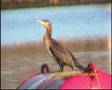 Great Cormorant (Phalacrocorax carbo)