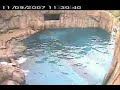 deer chased by polar bears (benny hill remix) deer chased by polar bears (benny hill remix)